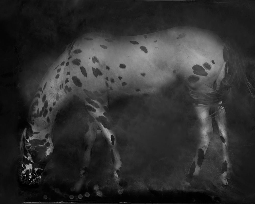 Keith Carter b.1948 Black and White Photograph - Leopard Appaloosa, limited edition, archival pigment ink print, signed 