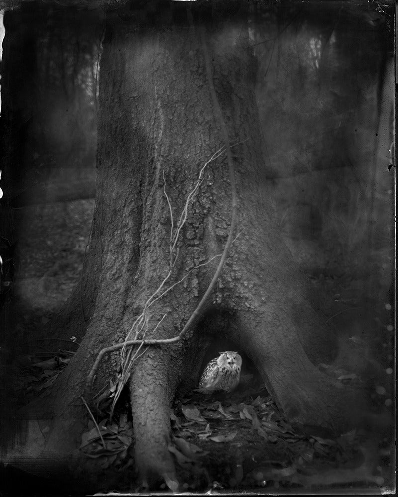 Keith Carter b.1948 Black and White Photograph - Tree Roots, limited edition, archival pigment ink print, signed and numbered 