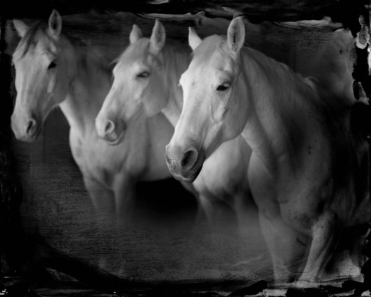 Keith Carter b.1948 Black and White Photograph - Tres Blancos, limited edition, archival pigment ink print, signed and numbered 