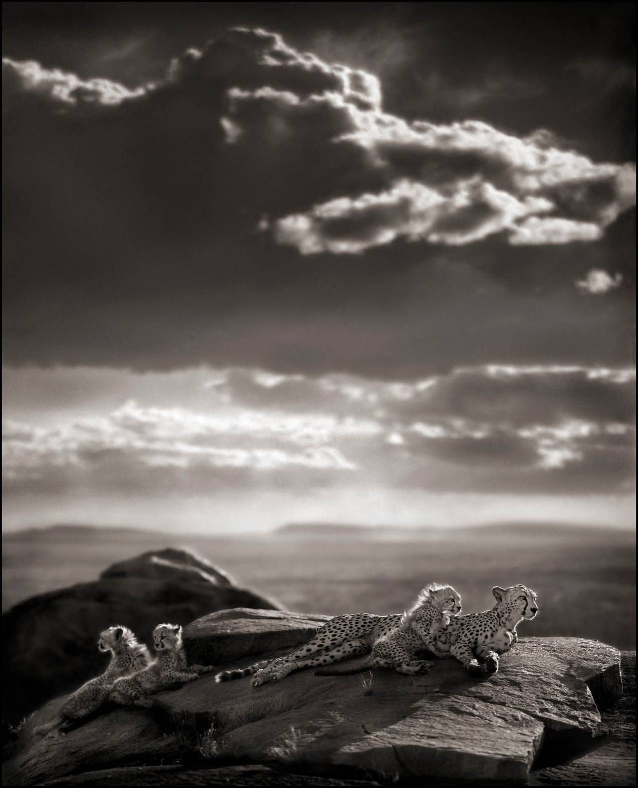 Nick Brandt Black and White Photograph - Cheetah & Cubs Lying on Rock, Serengeti 2007