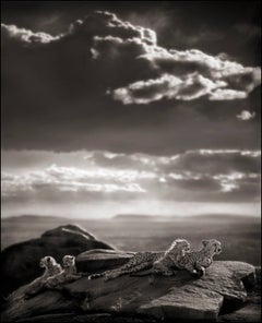 Cheetah & Cubs Lying on Rock, Serengeti 2007