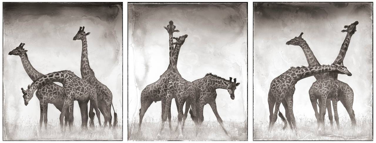 Nick Brandt Black and White Photograph - Giraffe Triptych, Maasai Mara, 2005