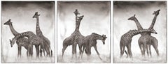 Giraffe Triptych, Maasai Mara, 2005