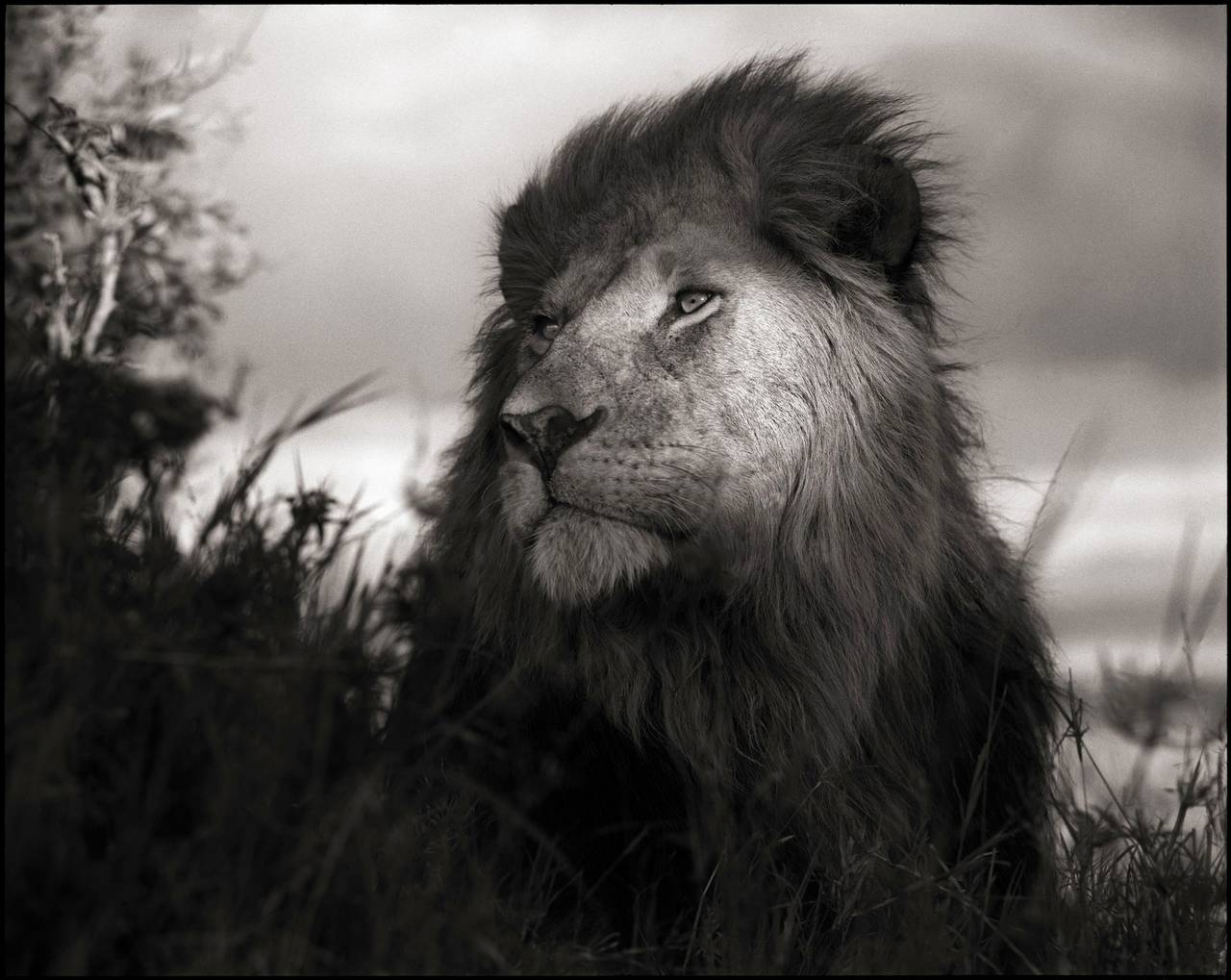 Black and White Photograph de Nick Brandt - León en un pozo de luz, Maasai Mara, 2012