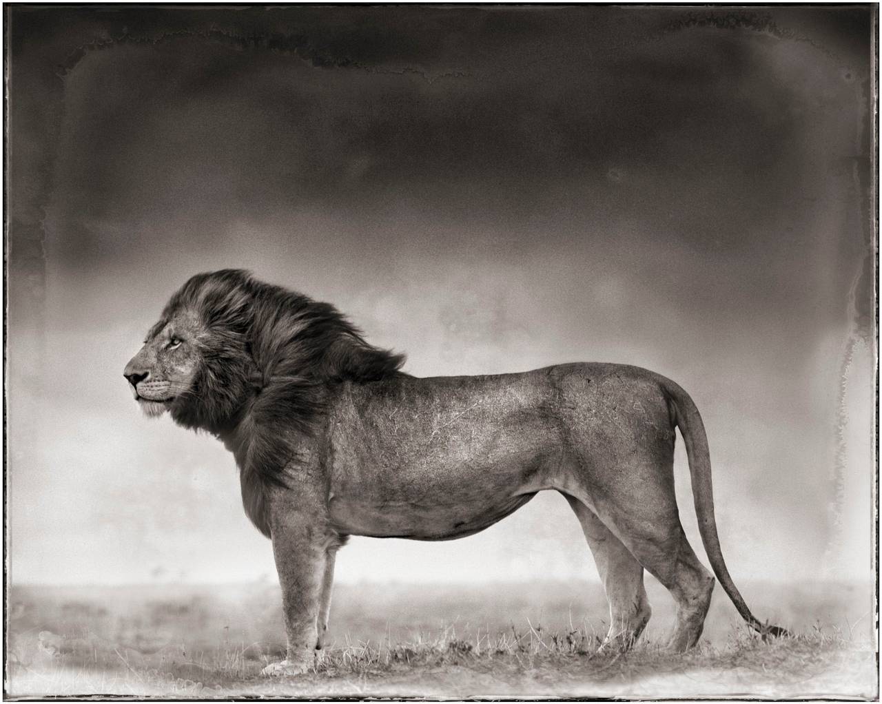 Nick Brandt Black and White Photograph - Portrait of Lion Standing in Wind, Maasai Mara, 2006