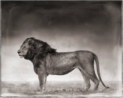 Portrait of Lion Standing in Wind, Maasai Mara, 2006