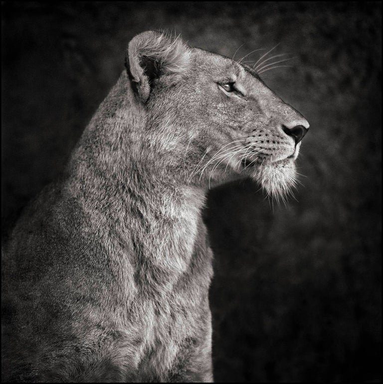 Nick Brandt Black and White Photograph - Portrait of Lioness Against Rock, Serengeti 2007