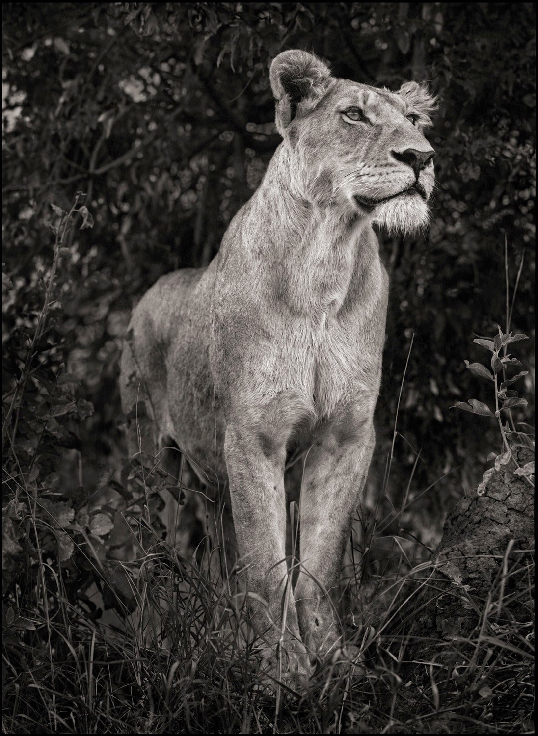 Nick Brandt Portrait Photograph - Lioness Against Dark Foliage, Serengeti, 2012
