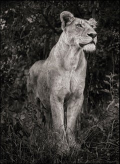 Lionne contre le feuillage sombre, Serengeti, 2012