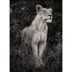 Lioness Against Dark Foliage, Serengeti, 2012 6
