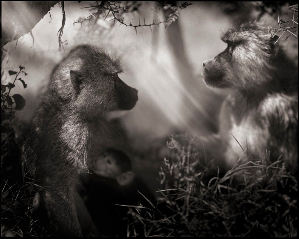 Nick Brandt Portrait Photograph - Baboons in Profile, Amboseli 2007