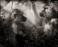Baboons in Profile, Amboseli 2007