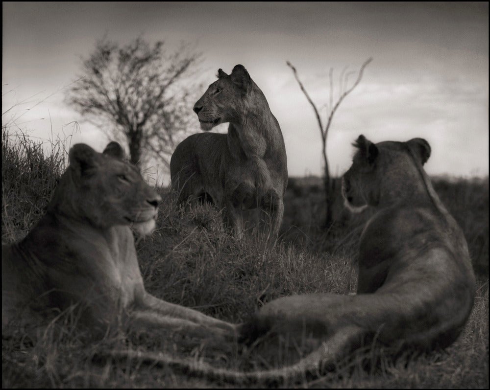 Nick Brandt Black and White Photograph - Lion Circle, Serengeti, 2012