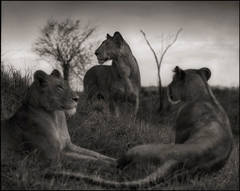 Lion Circle, Serengeti, 2012