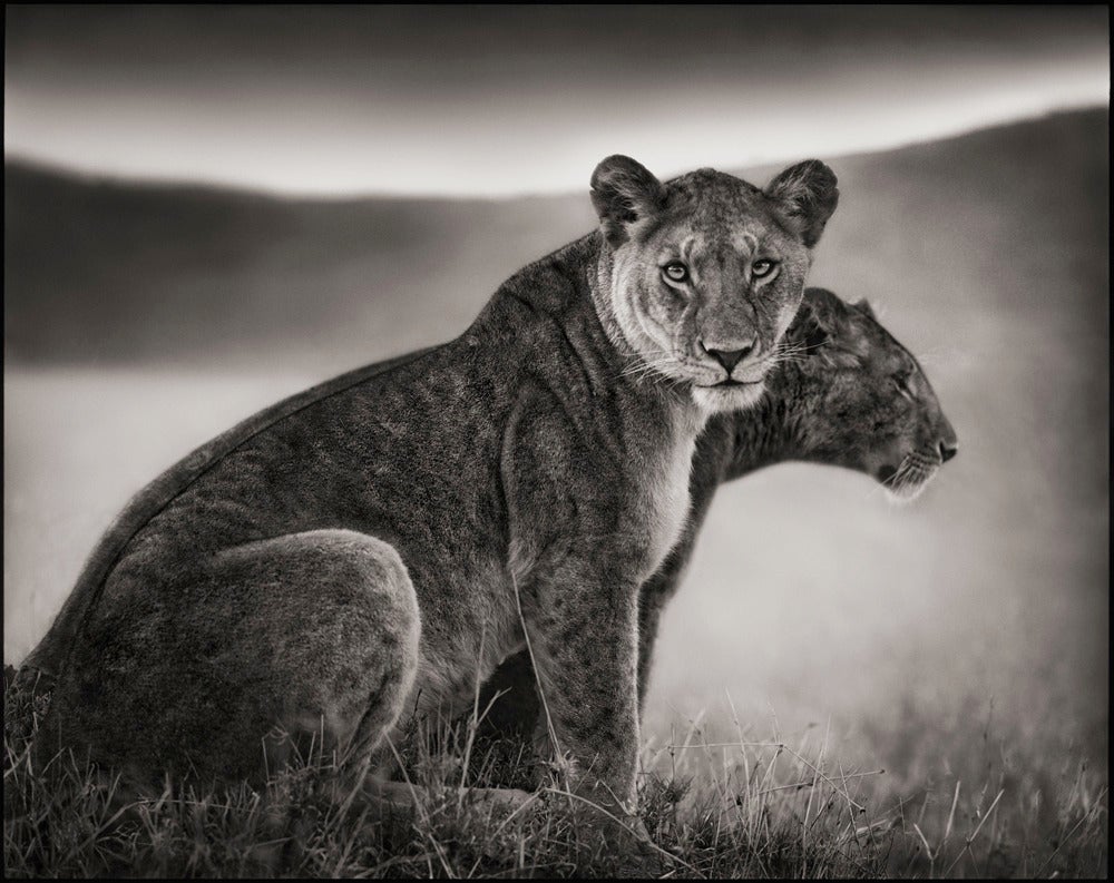 Nick Brandt Black and White Photograph - Sitting Lionesses, Serengeti 2002