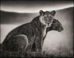 Sitting Lionesses, Serengeti 2002