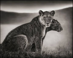 Sitting Lionesses, Serengeti 2002 5