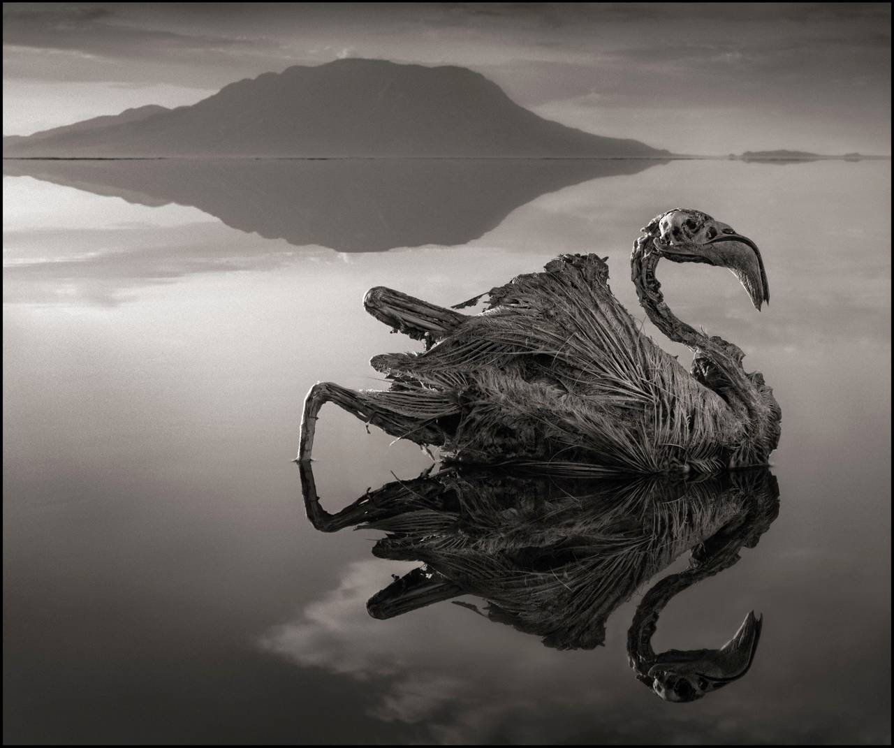 Nick Brandt Black and White Photograph - Petrified Reflected Flamingo, Lake Natron 2010