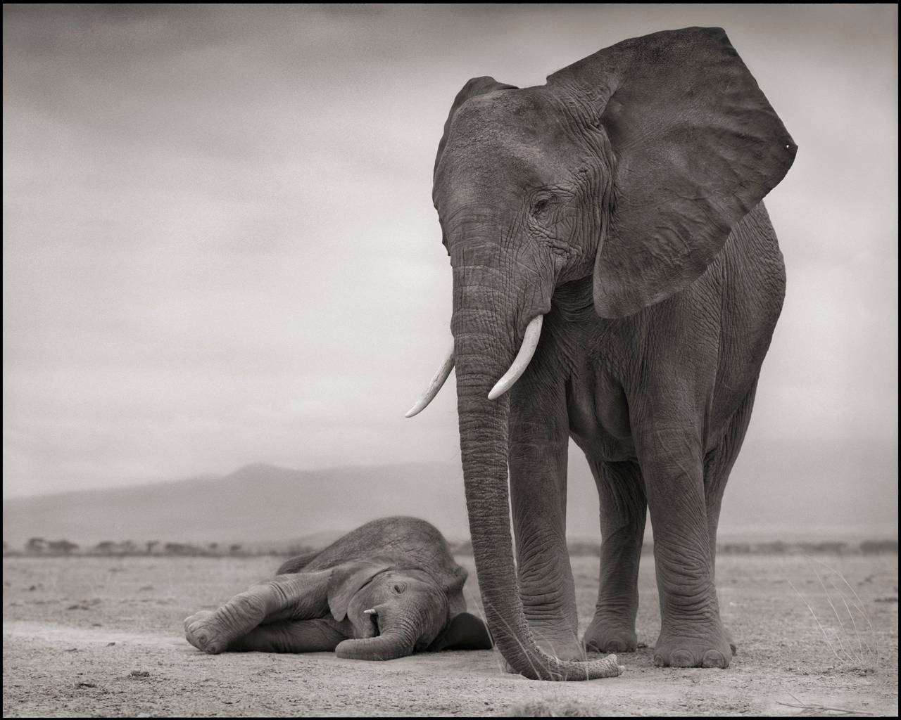 Nick Brandt Black and White Photograph - Elephant Mother with Baby Sleeping, Amboseli 2012