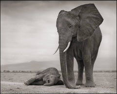 Elephant Mother with Baby Sleeping, Amboseli 2012