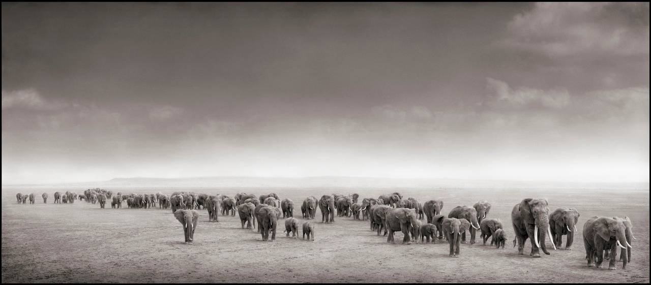 Nick Brandt Black and White Photograph - Elephant Exodus, Amboseli 2004