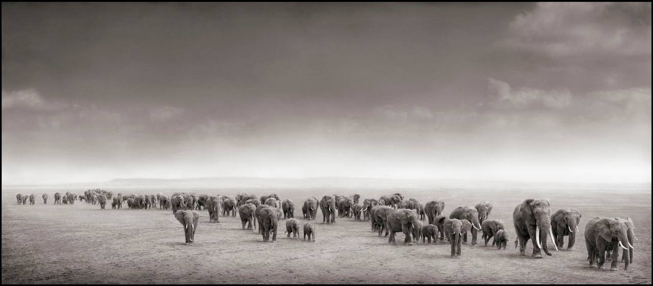 Black and White Photograph di Nick Brandt - Esodo di elefanti, Amboseli 2004