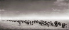 Elephant Exodus, Amboseli 2004