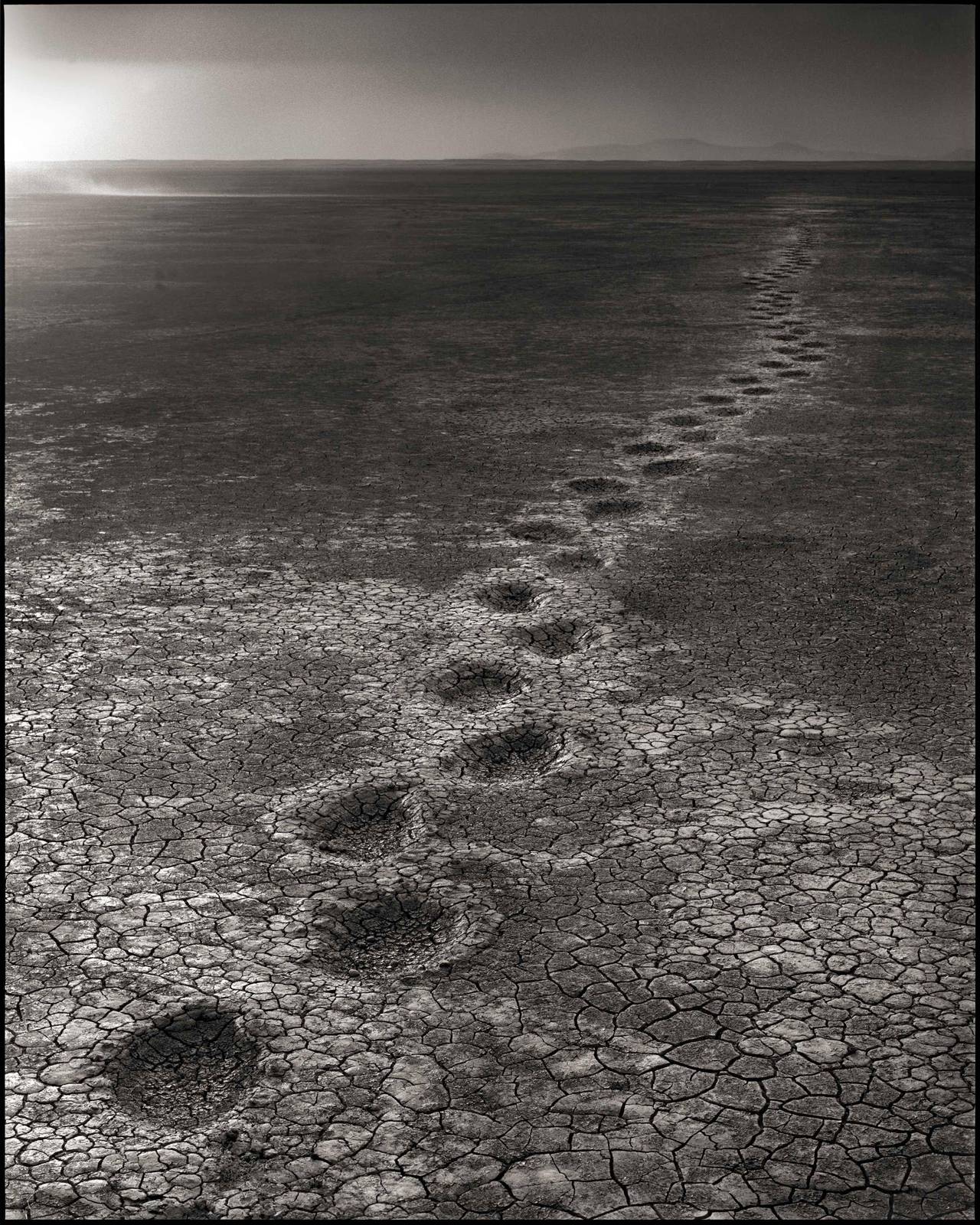 Nick Brandt Elephant Footprints, Amboseli 2012 at 1stDibs