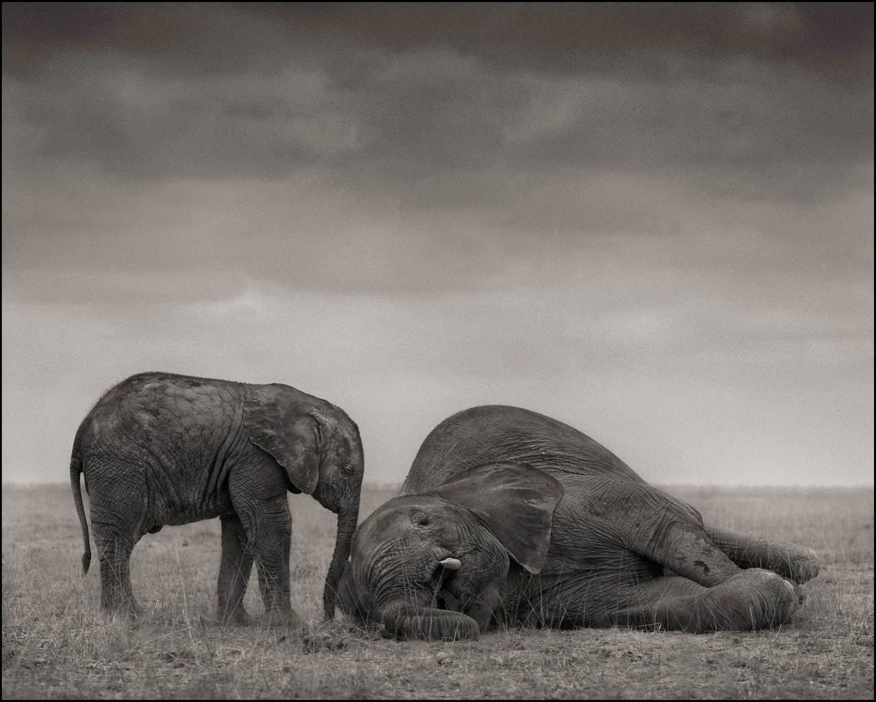 Nick Brandt Black and White Photograph - Elephants (The Two), Amboseli 2012
