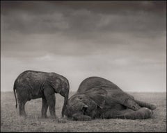 Elephants (The Two), Amboseli 2012