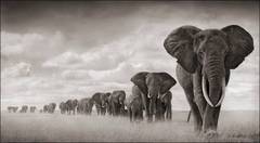 Elephants Walking Through Grass, Amboseli, 2008