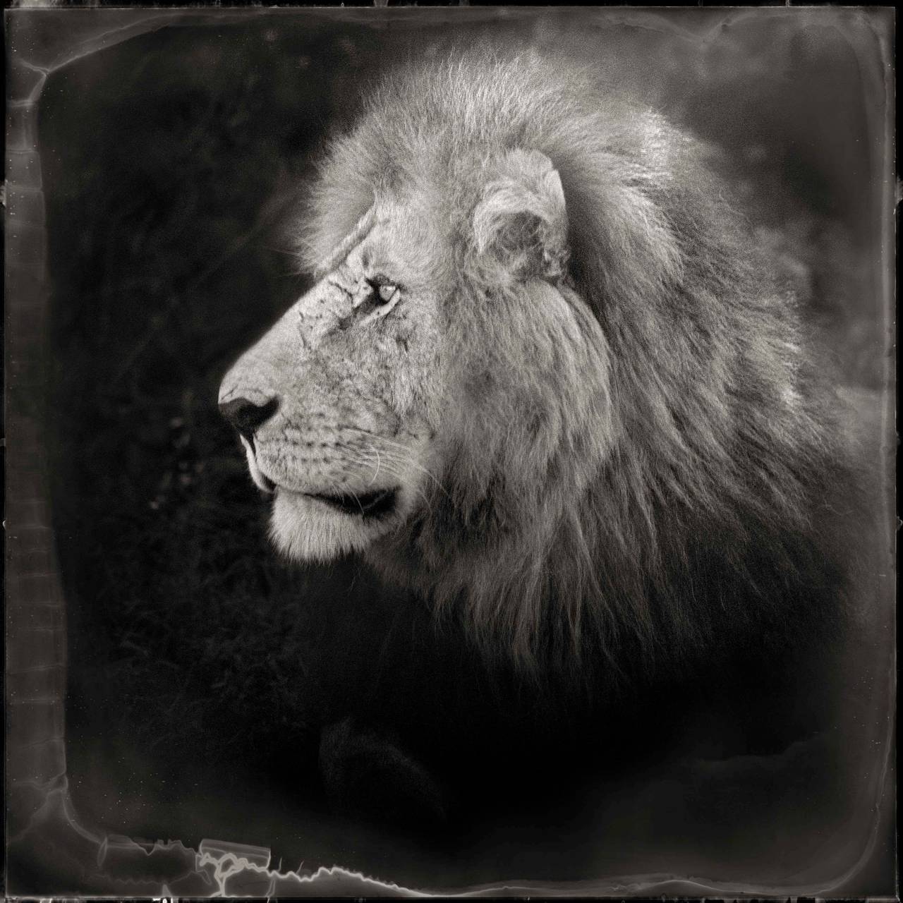 Nick Brandt Black and White Photograph - Portrait of Lion, Serengeti, 2000