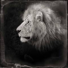 Portrait of Lion, Serengeti, 2000