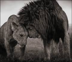 Löwenkopf zum Kopf, Masai Mara 2008