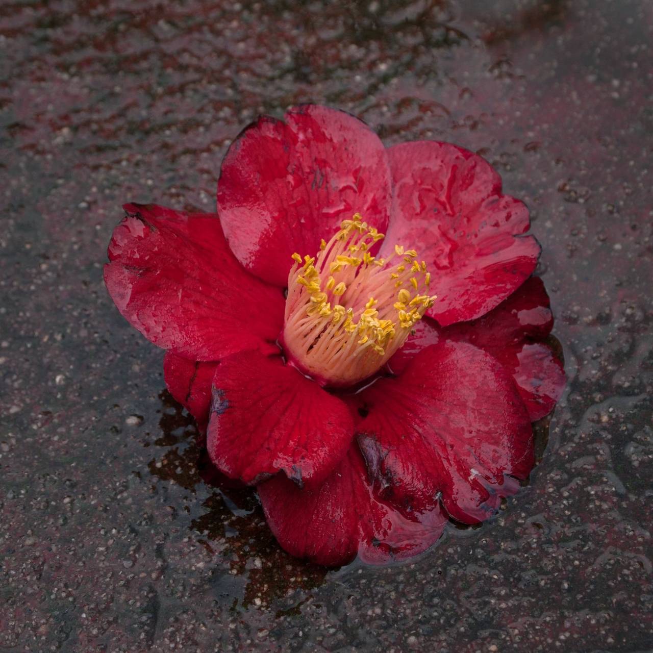 Hiroshi Watanabe Still-Life Photograph - TDTDC 15 (Wet Camellia), 2011