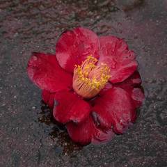 TDTDC 15 (Wet Camellia), 2011 6