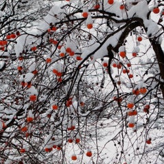 TDTDC 25 (Persimmons), 2009