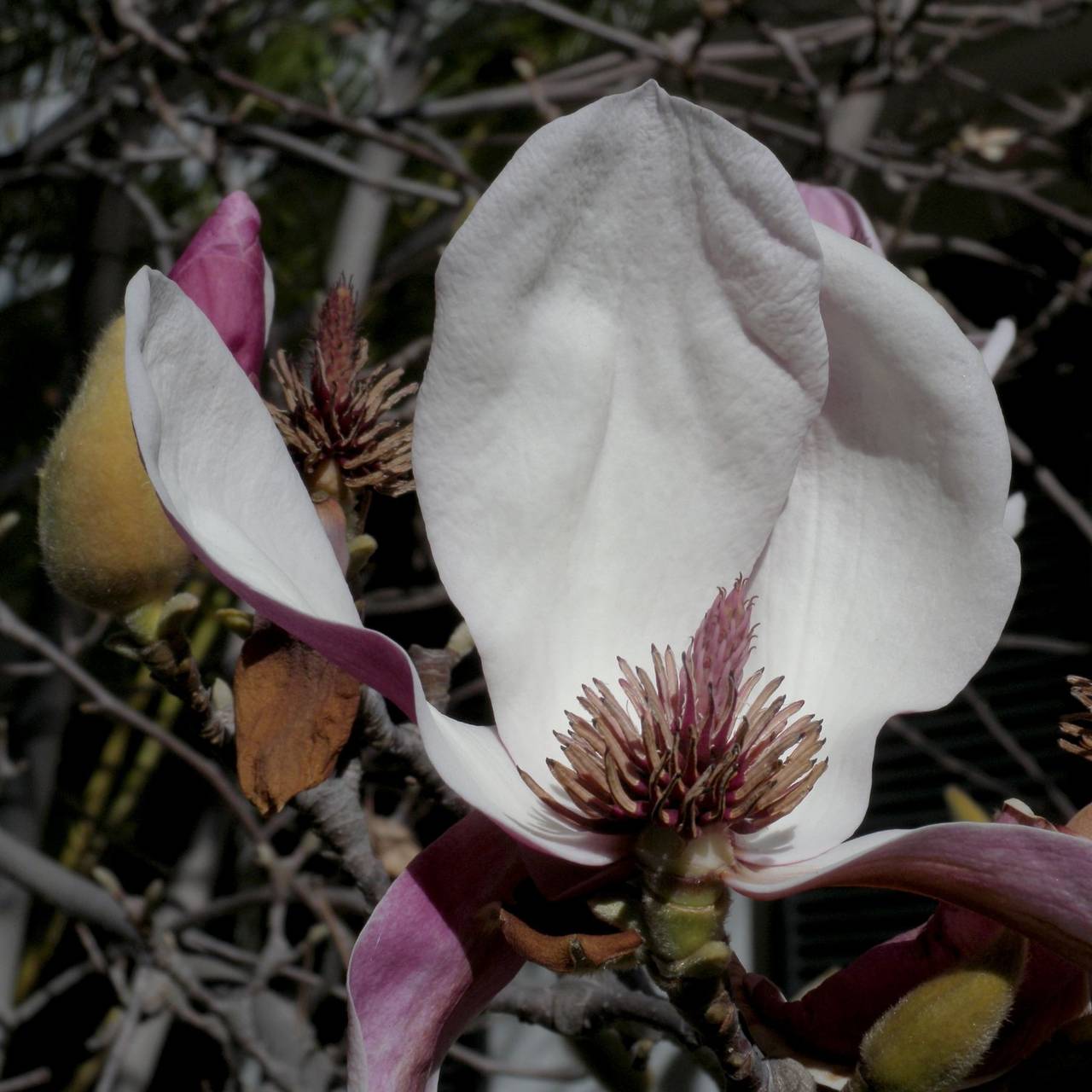 Hiroshi Watanabe Color Photograph - TDTDC 38 (Magnolia Flower), 2009