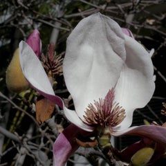 TDTDC 38 (Magnolia Flower), 2009