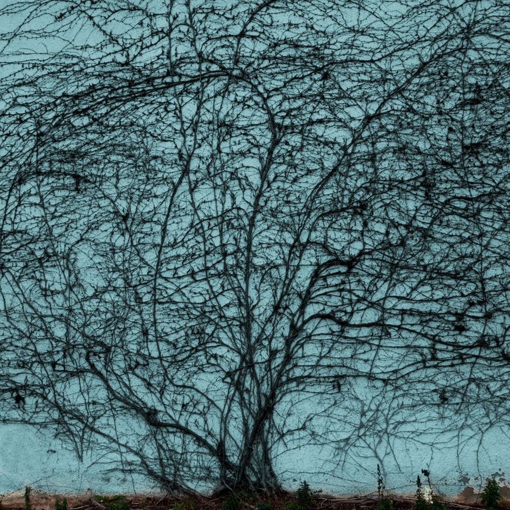 Hiroshi Watanabe Landscape Photograph - TDTDC 40 (Vine), 2010