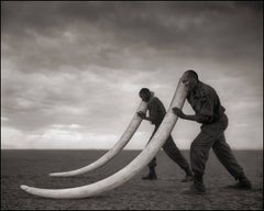 Deux rangers avec des têtes d'éléphant tué, Amboseli, 2011