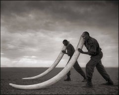 Zwei Rangers mit Schreibtischen aus geucciertem Elefanten, Amboseli, 2011