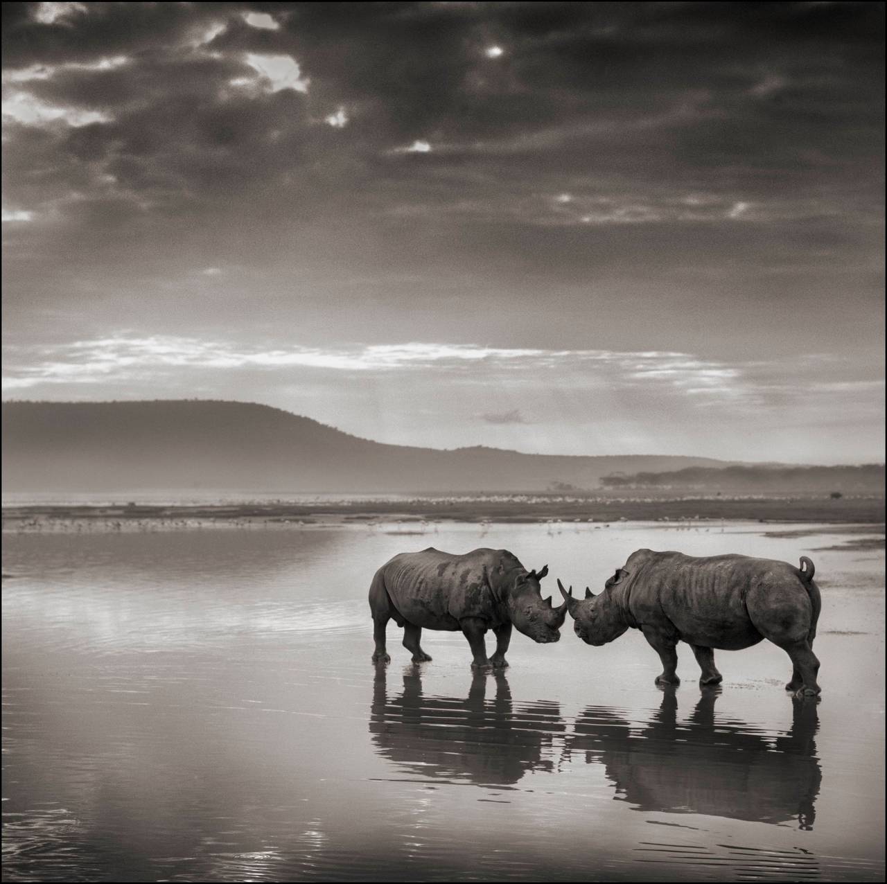 Nick Brandt Black and White Photograph - Rhinos in Lake, Nakuru 2007