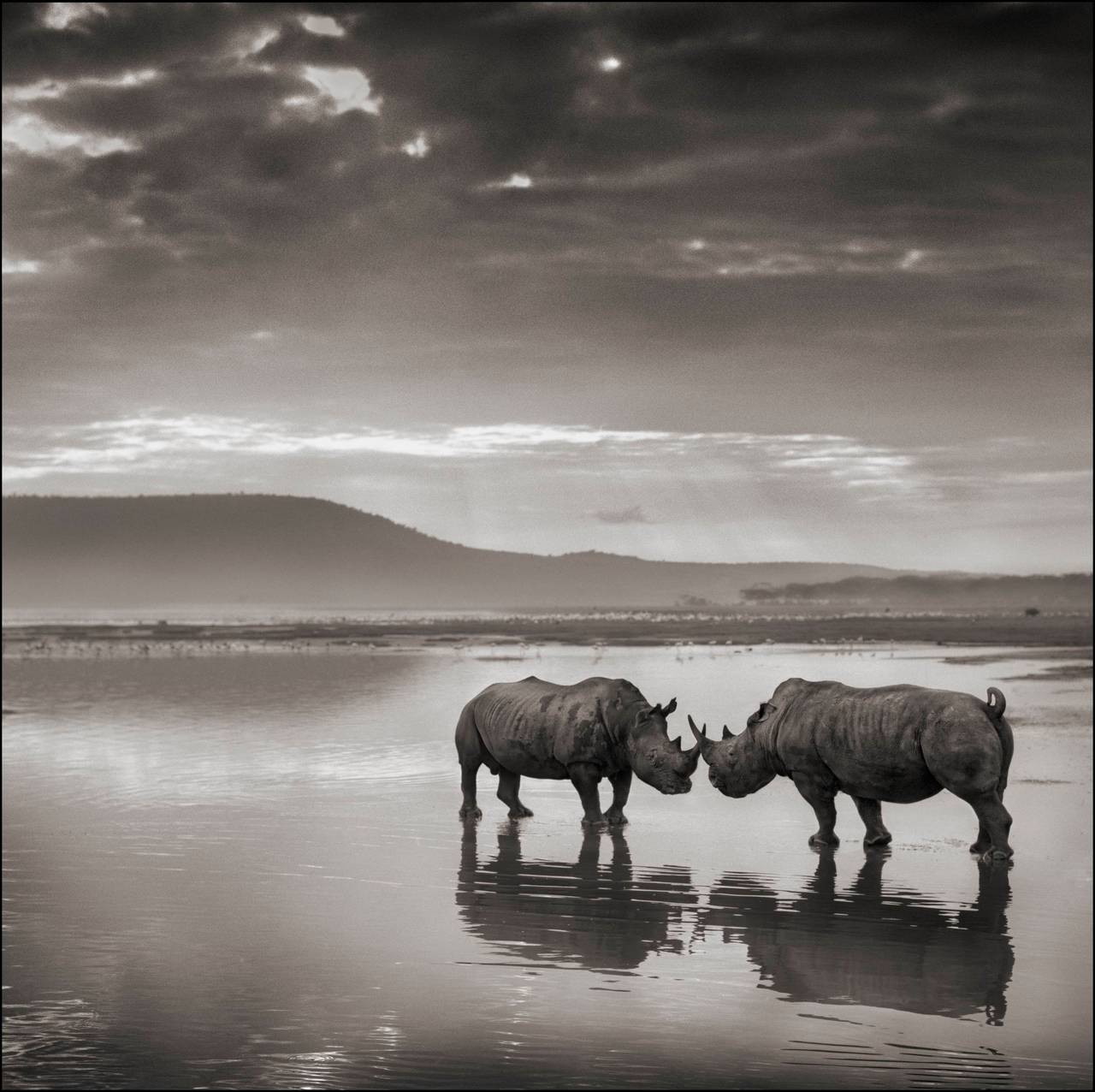 Nick Brandt Black and White Photograph – Rhinos im See, Nakuru 2007