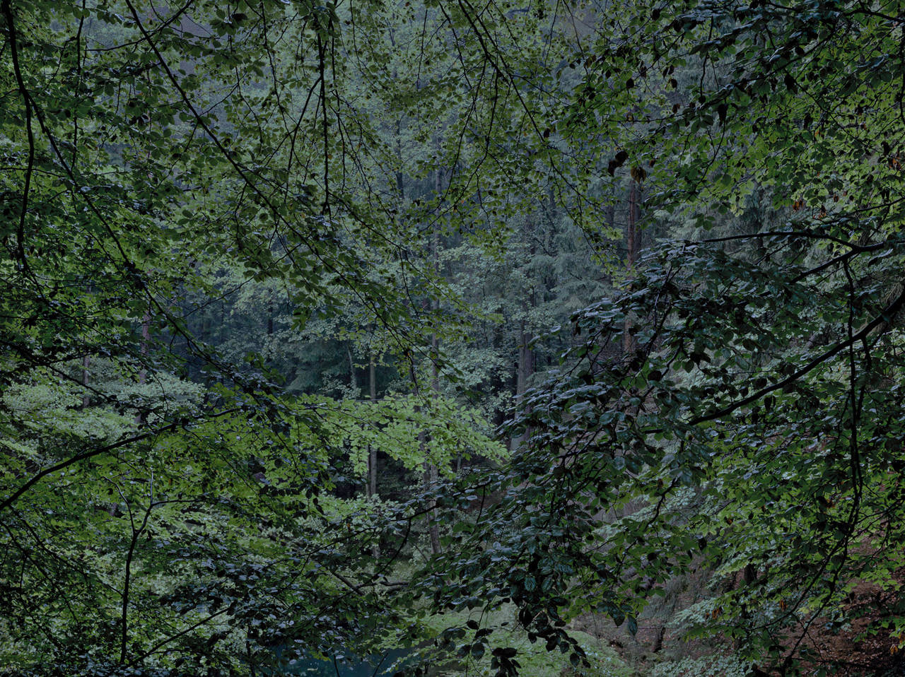 Michael Lange Color Photograph - WALD 5476