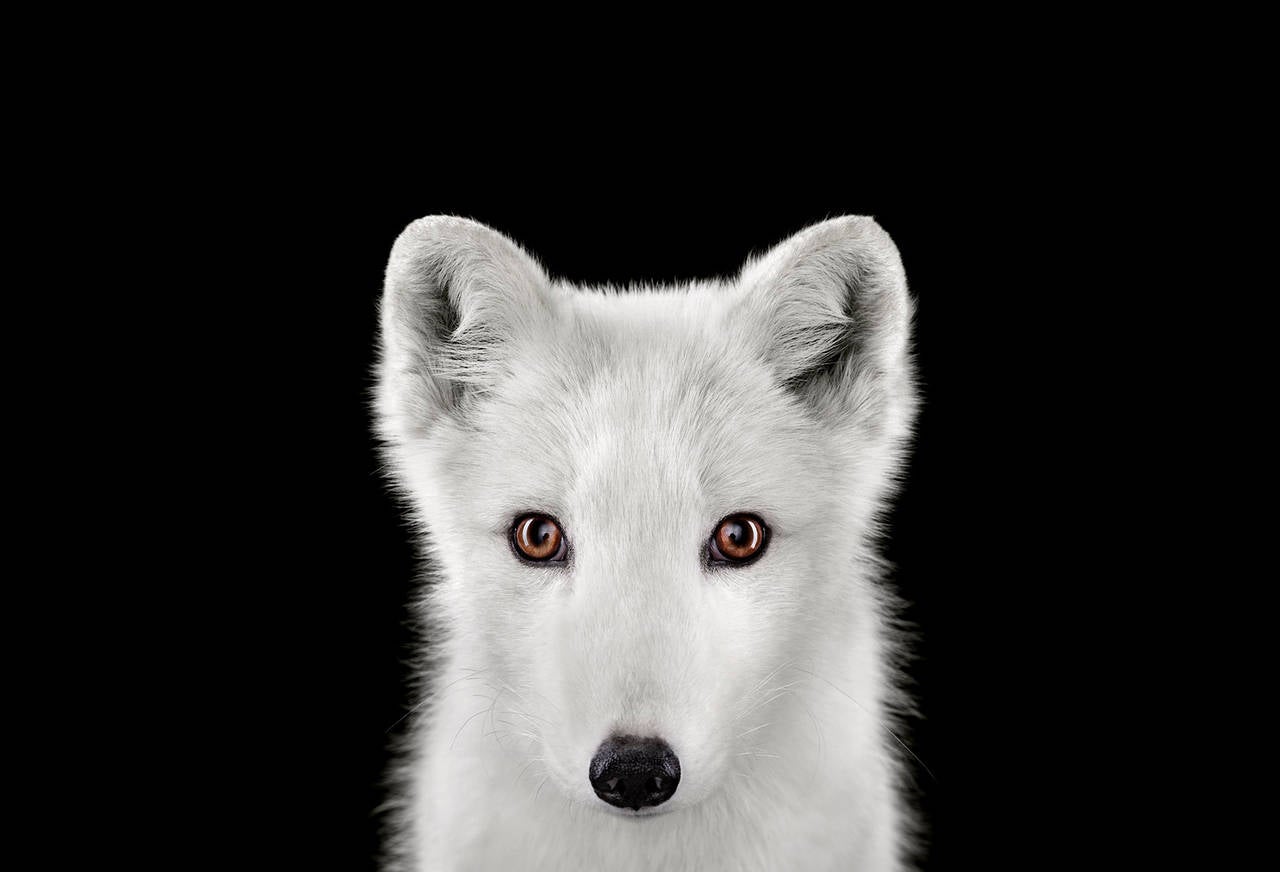 Portrait Photograph di Brad Wilson - Volpe artica n. 1
