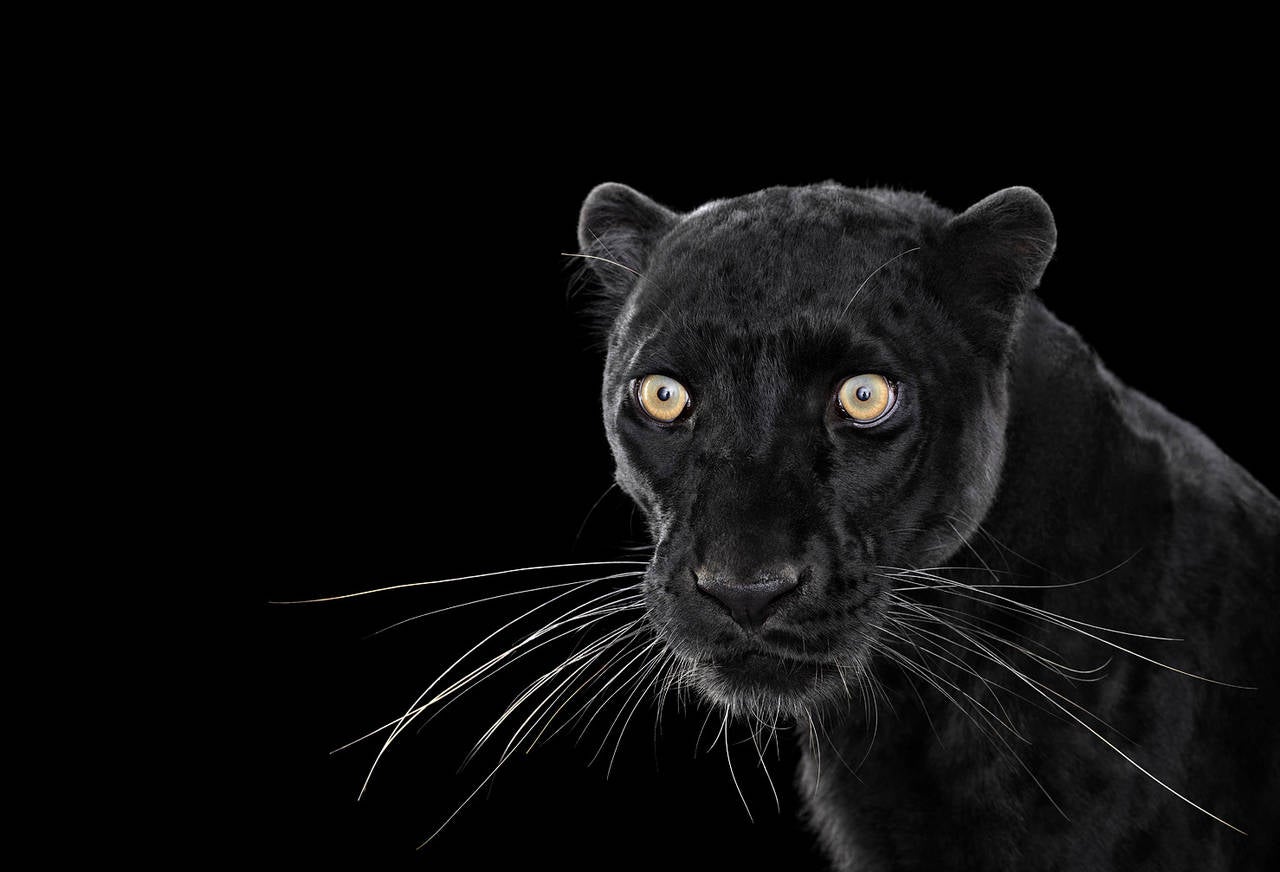 Brad Wilson Portrait Photograph – Schwarzer Leopard Nr. 1