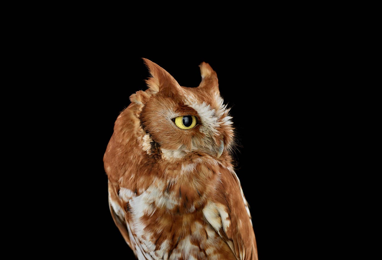 Eastern Screech Owl no. 2