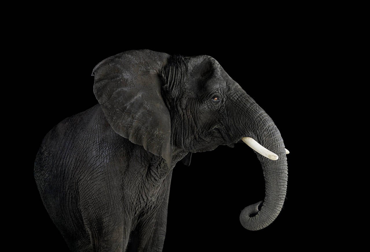 Brad Wilson Portrait Photograph - Elephant no. 3