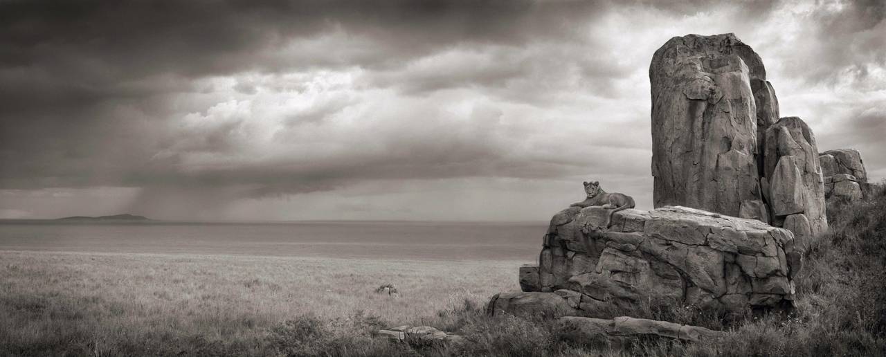Nick Brandt Black and White Photograph - Lion with Monolith, Serengeti